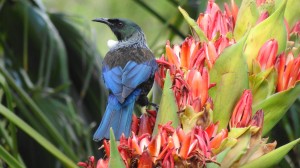 Tui